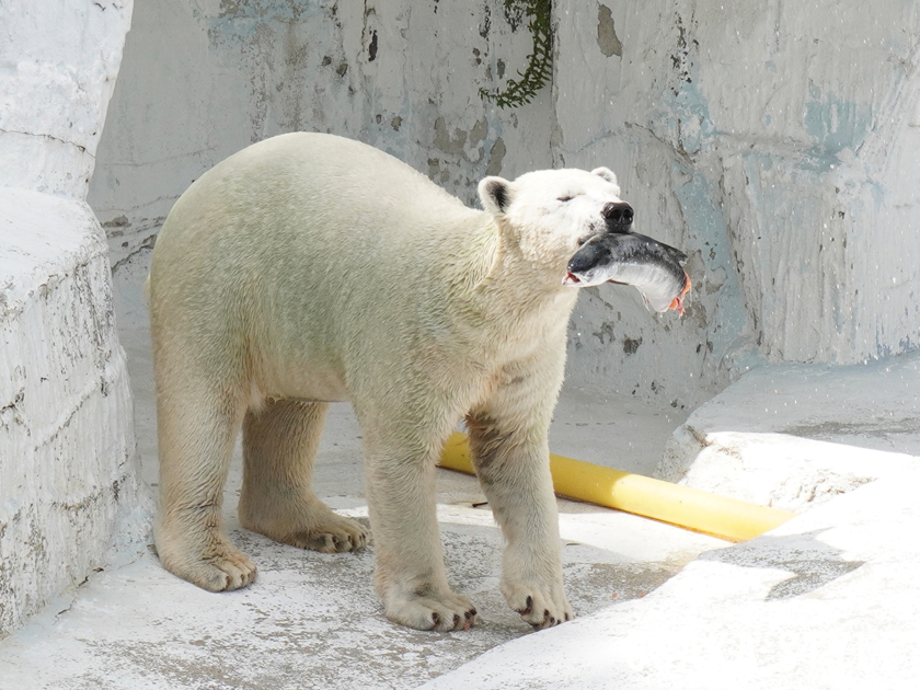 ホッキョクグマのホウちゃん