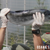 天王寺動物園のホッキョクグマに魚プレゼント