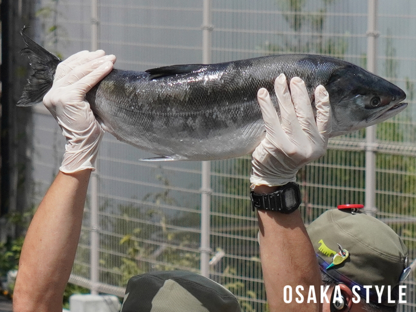 天王寺動物園のホッキョクグマに魚プレゼント