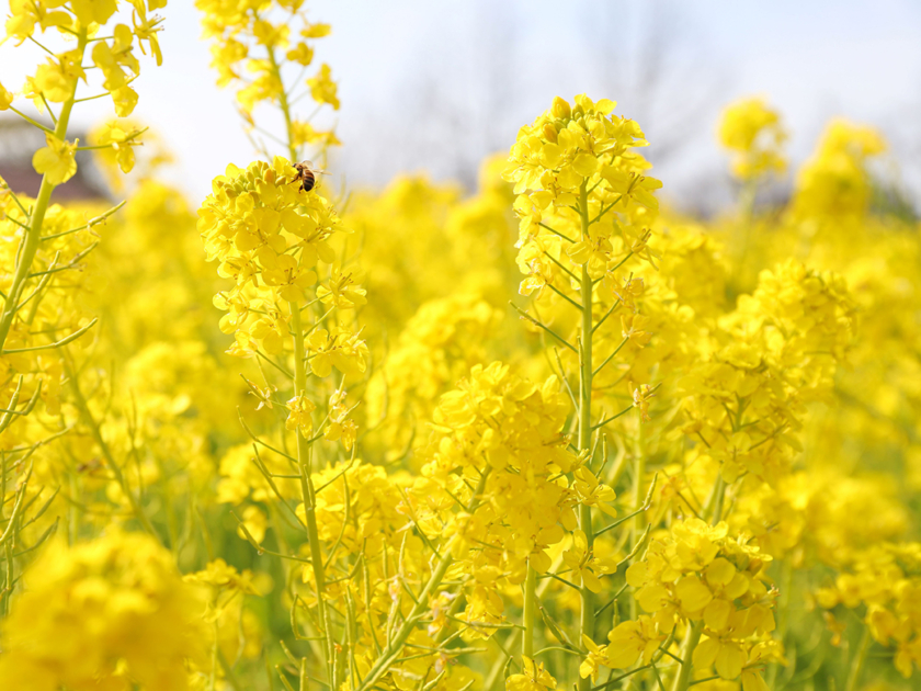 堺・緑のミュージアム ハーベストの丘の菜の花