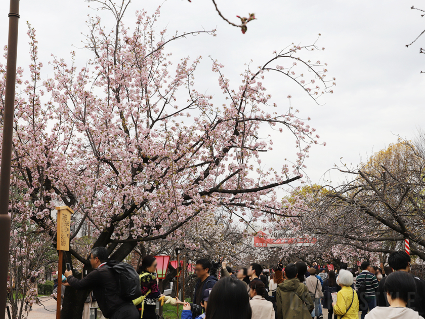 造幣局 桜の通り抜け