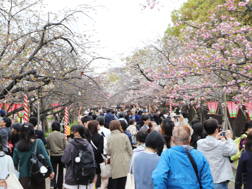 造幣局 桜の通り抜け