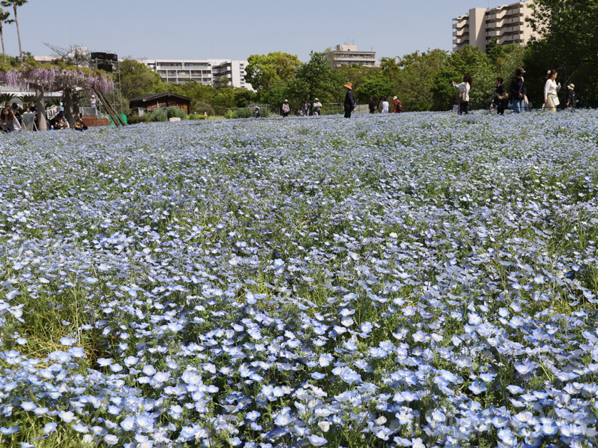 長居植物園のネモフィラ畑