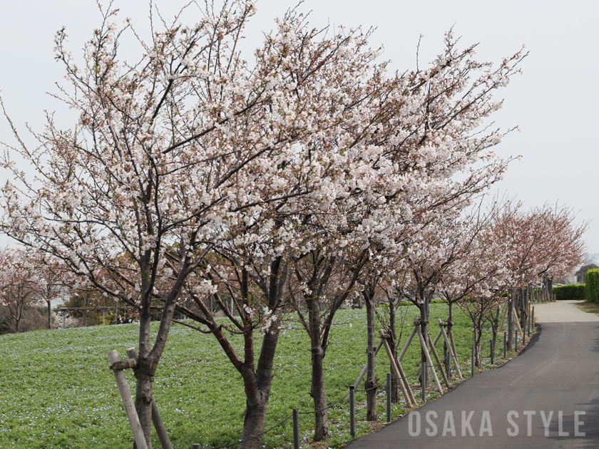 桜コラボゾーン