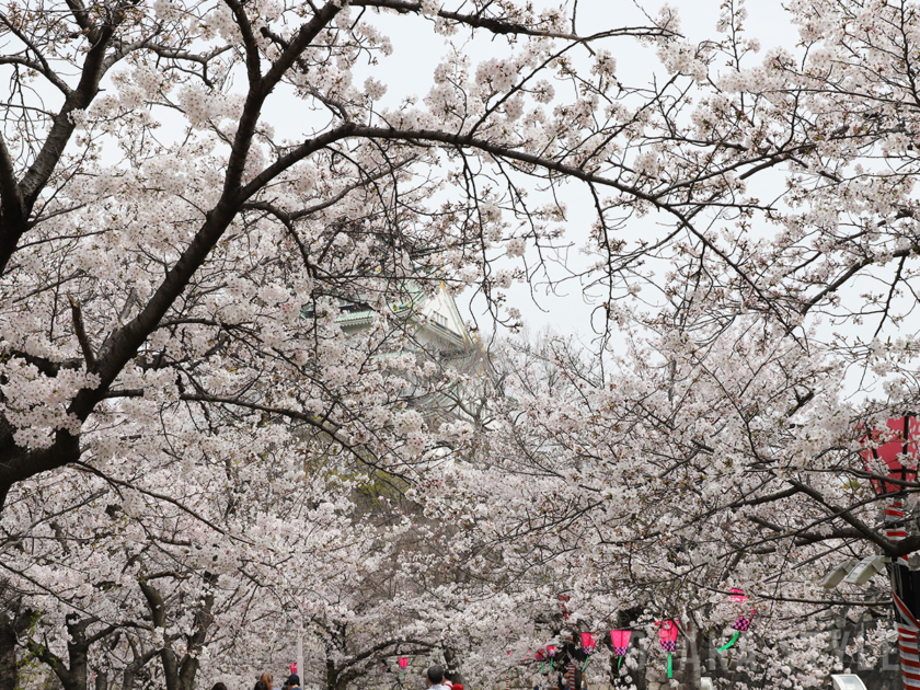 大阪城公園西の丸庭園の桜