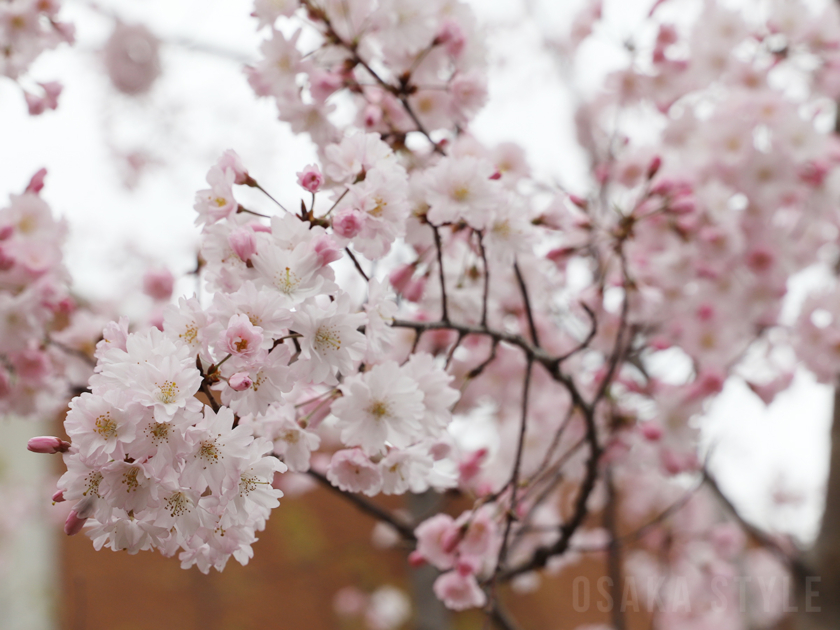 造幣局 桜の通り抜け