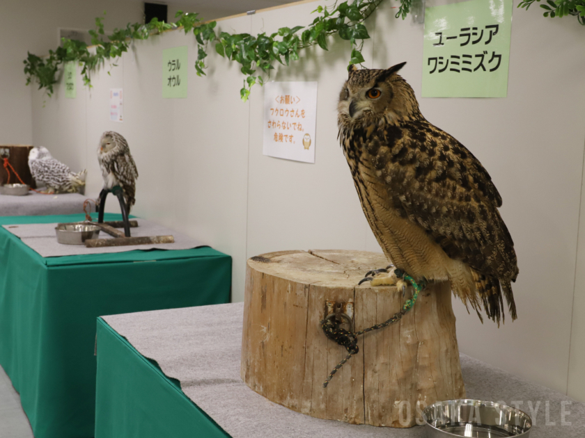 あべのハルカス近鉄本店で「幸せを呼ぶ！世界のフクロウ展」