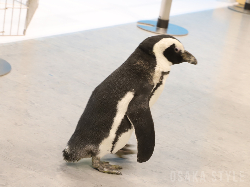 ペンギンのお散歩見学