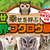 あべのハルカス近鉄本店で「幸せを呼ぶ！世界のフクロウ展」