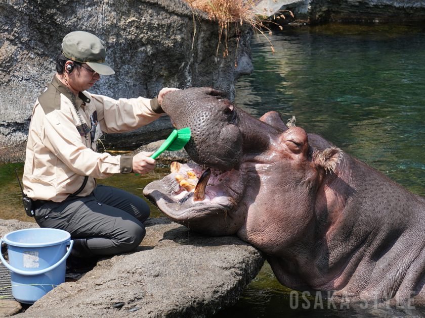 天王寺動物園で「カバのテツオ君と歯みがき教室」