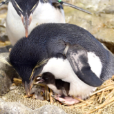 ミナミイワトビペンギンの雛が誕生　海遊館