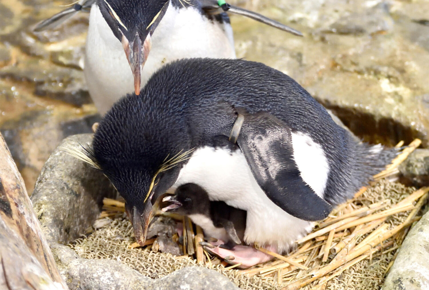 ミナミイワトビペンギンの雛が誕生　海遊館