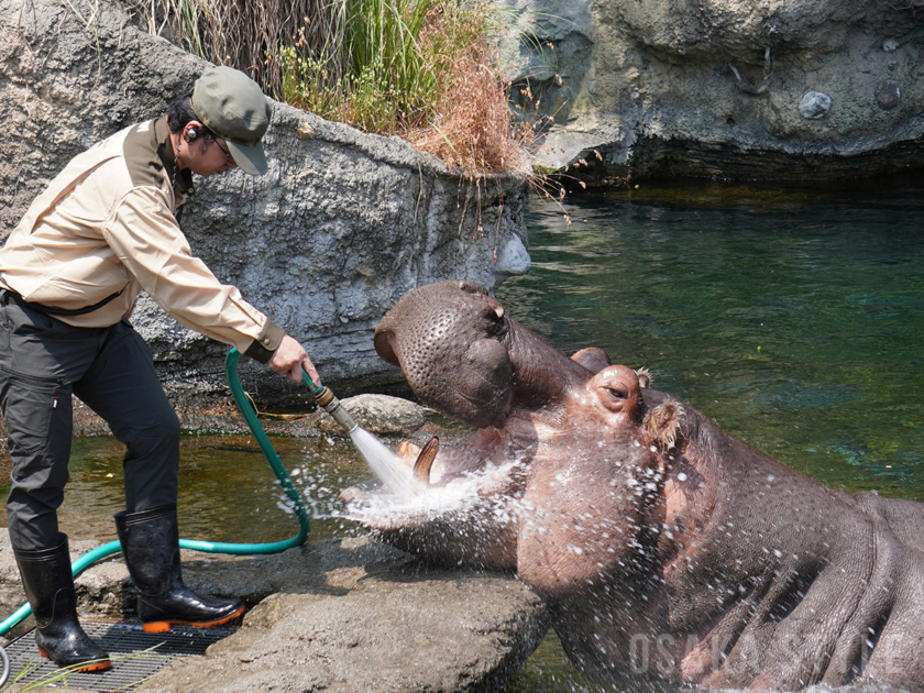 天王寺動物園で「カバのテツオ君と歯みがき教室」