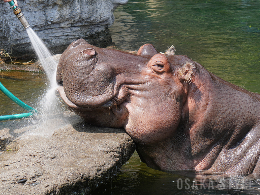 天王寺動物園で「カバのテツオ君と歯みがき教室」