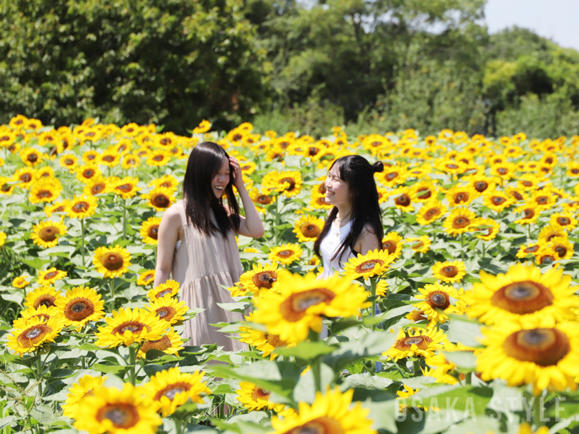 長居植物園のひまわり