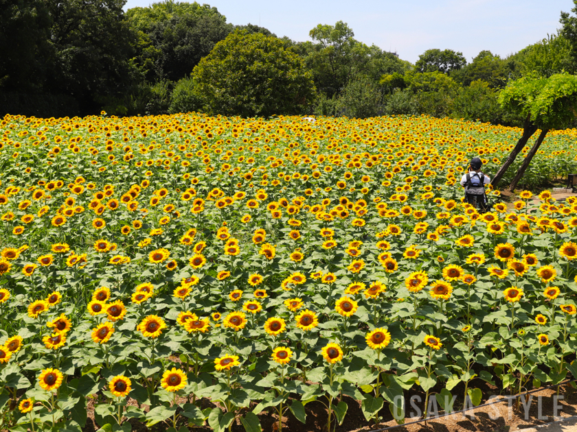 長居植物園ひまわり畑