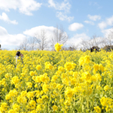 堺・緑のミュージアム　ハーベストの丘「50万本の菜の花」