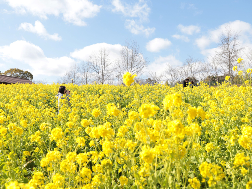 堺・緑のミュージアム　ハーベストの丘「50万本の菜の花」