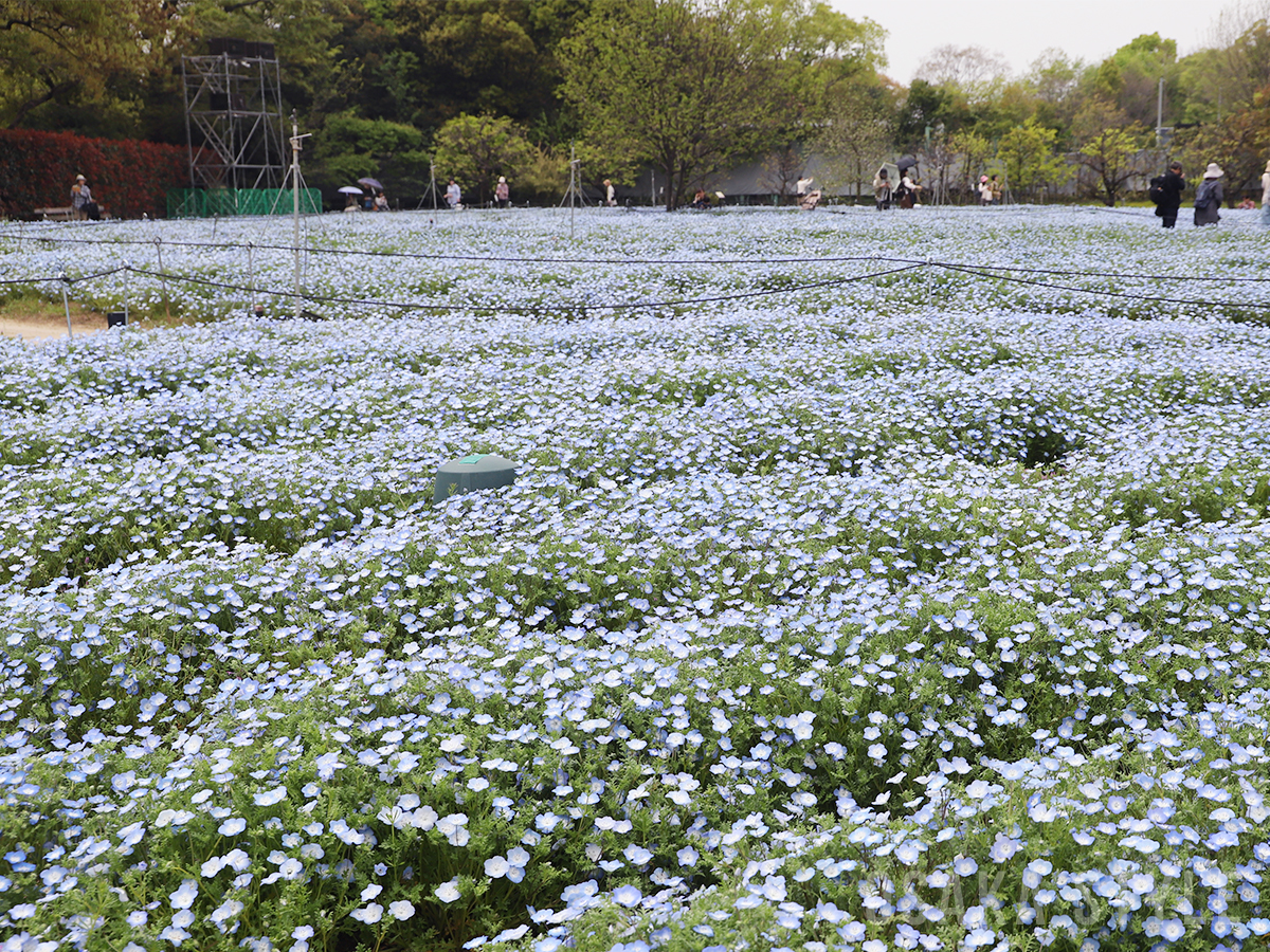 動画】長居植物園で「ネモフィラフェア」 見頃迎える – OSAKA STYLE