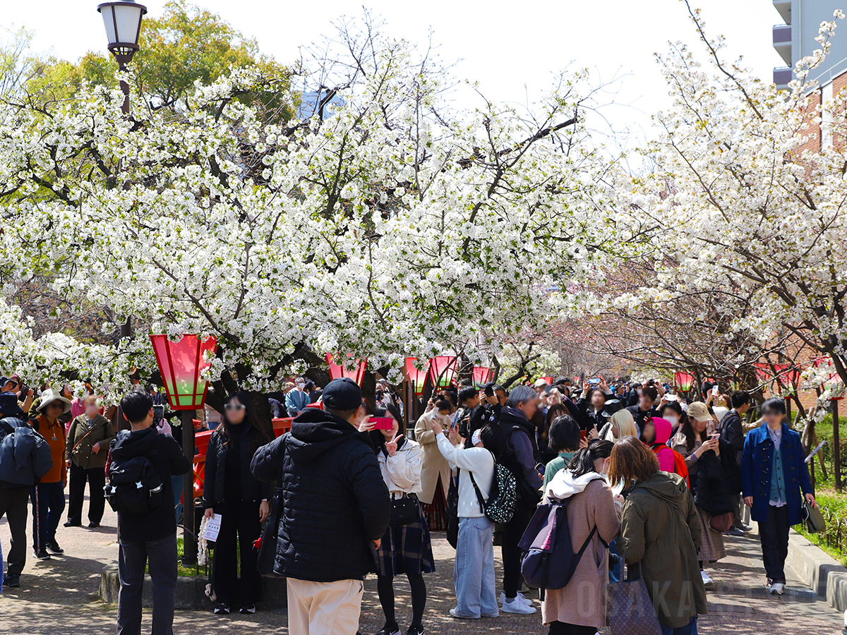 造幣局通り抜け 造幣局 : 桜の通り抜け（大阪）
