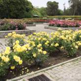 長居植物園のバラ園
