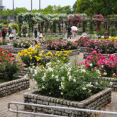 長居植物園のバラ園