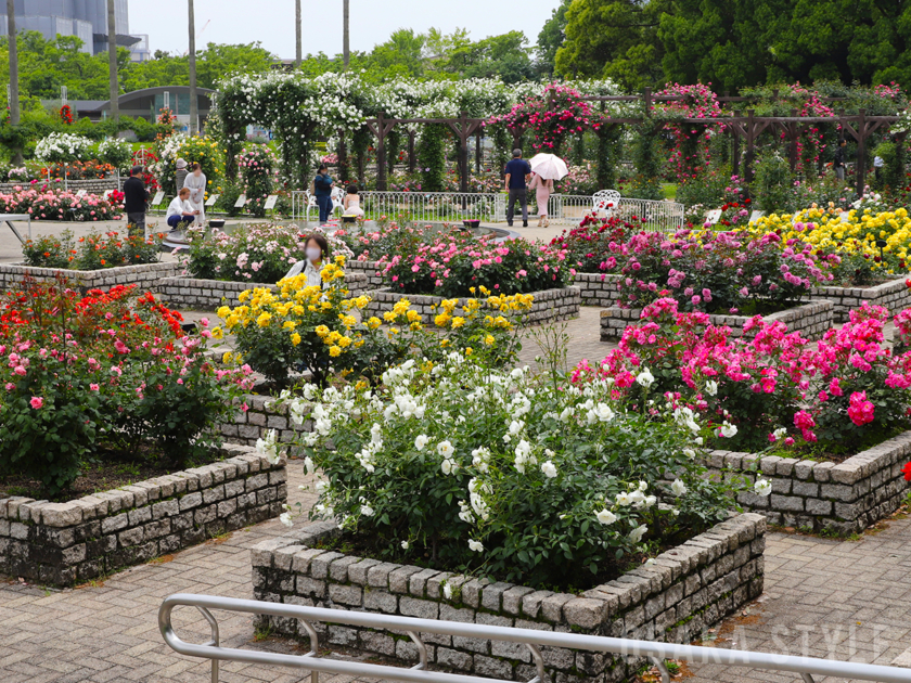 長居植物園のバラ園