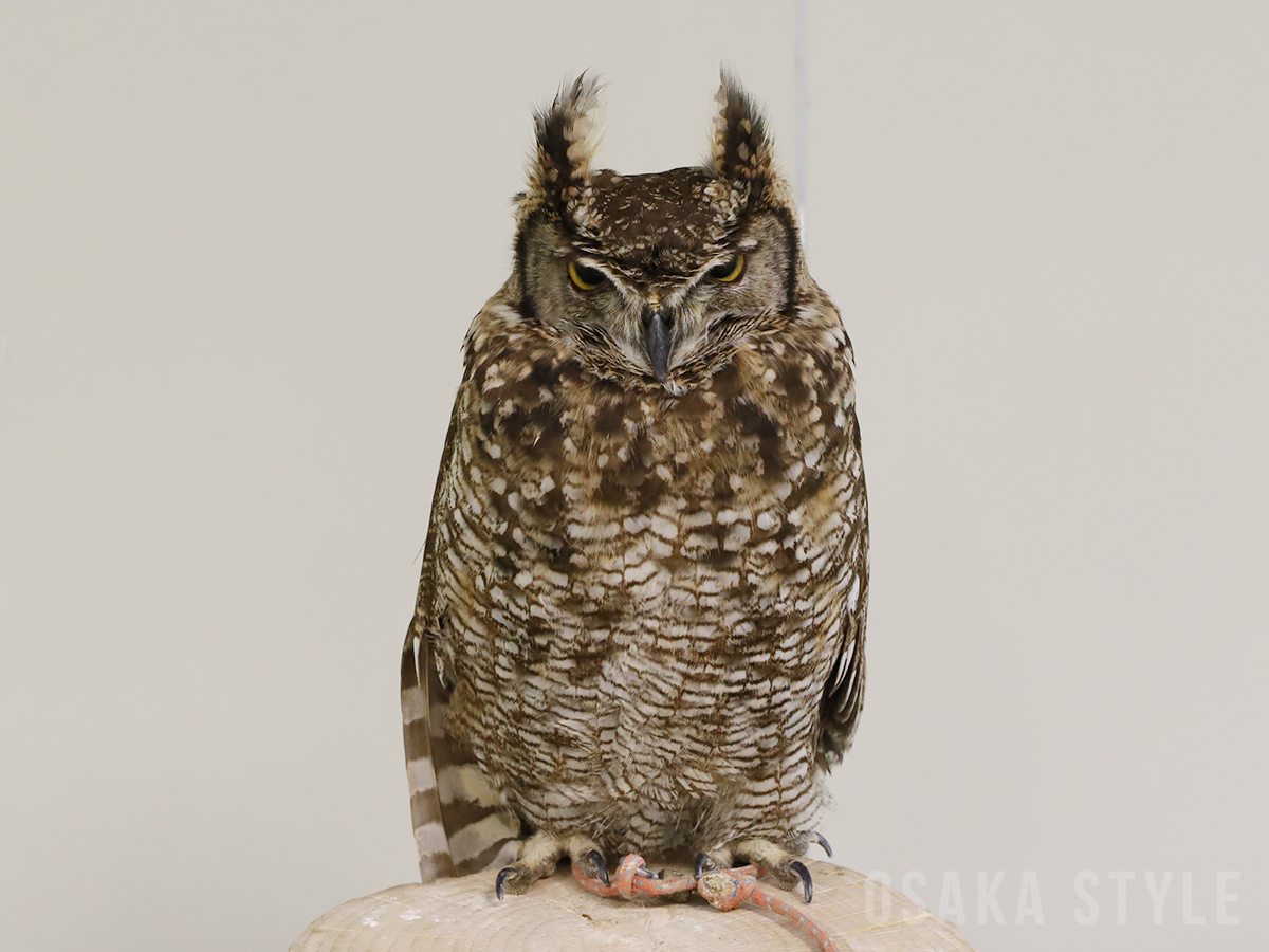ワシミミズク