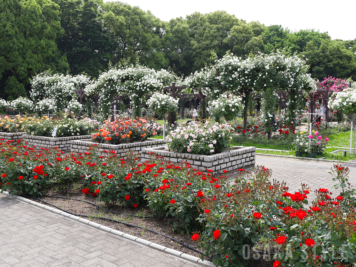 長居植物園のバラ園