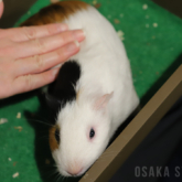モルモット