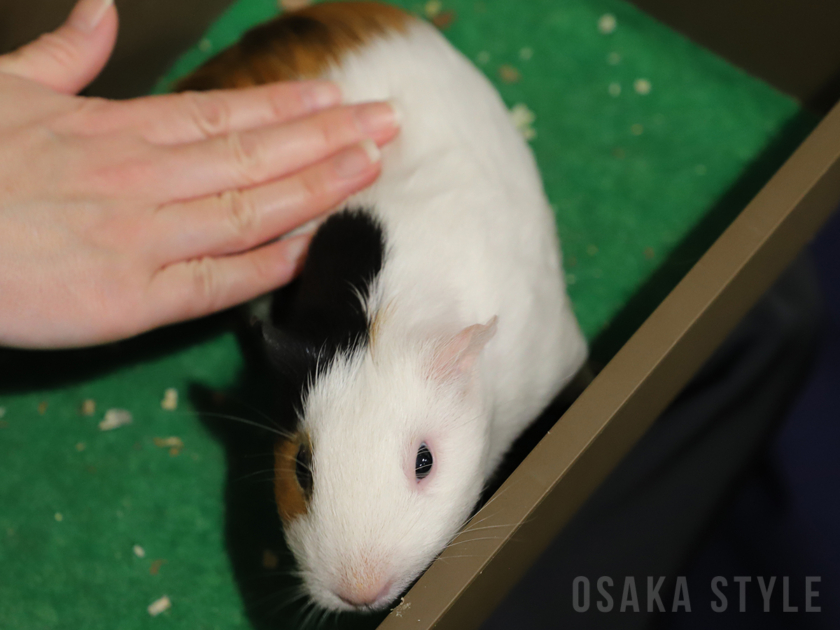 モルモット