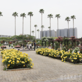 長居植物園のバラ園
