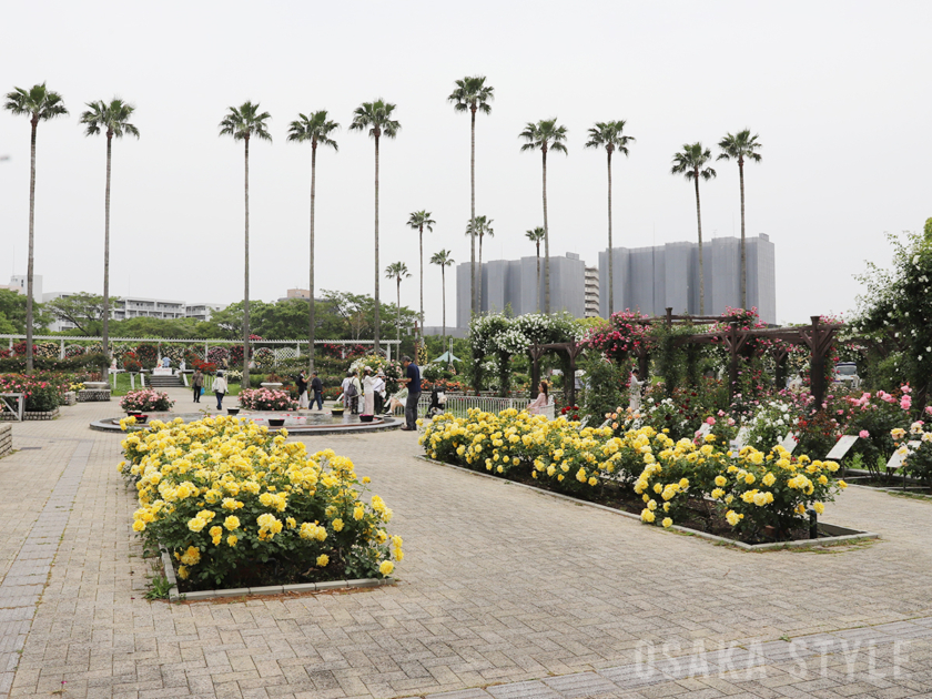 長居植物園のバラ園