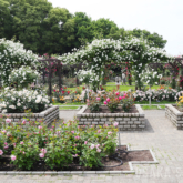 長居植物園のバラ園