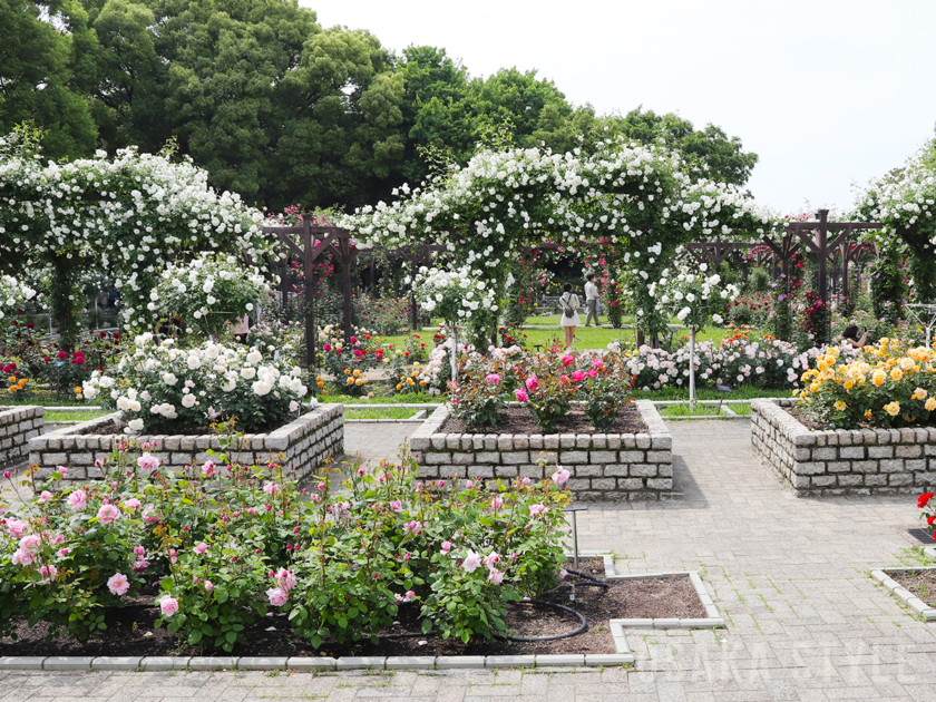 長居植物園のバラ園