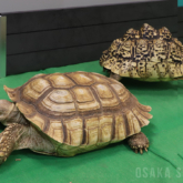 カメ