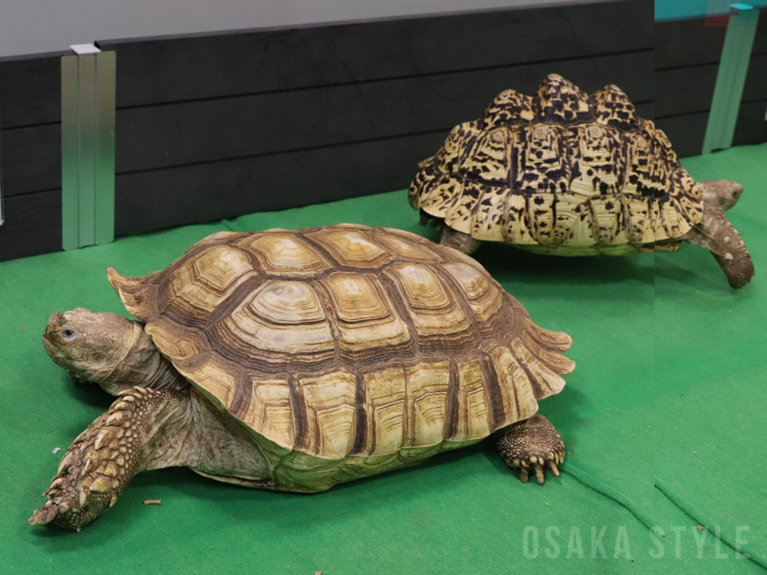 カメ