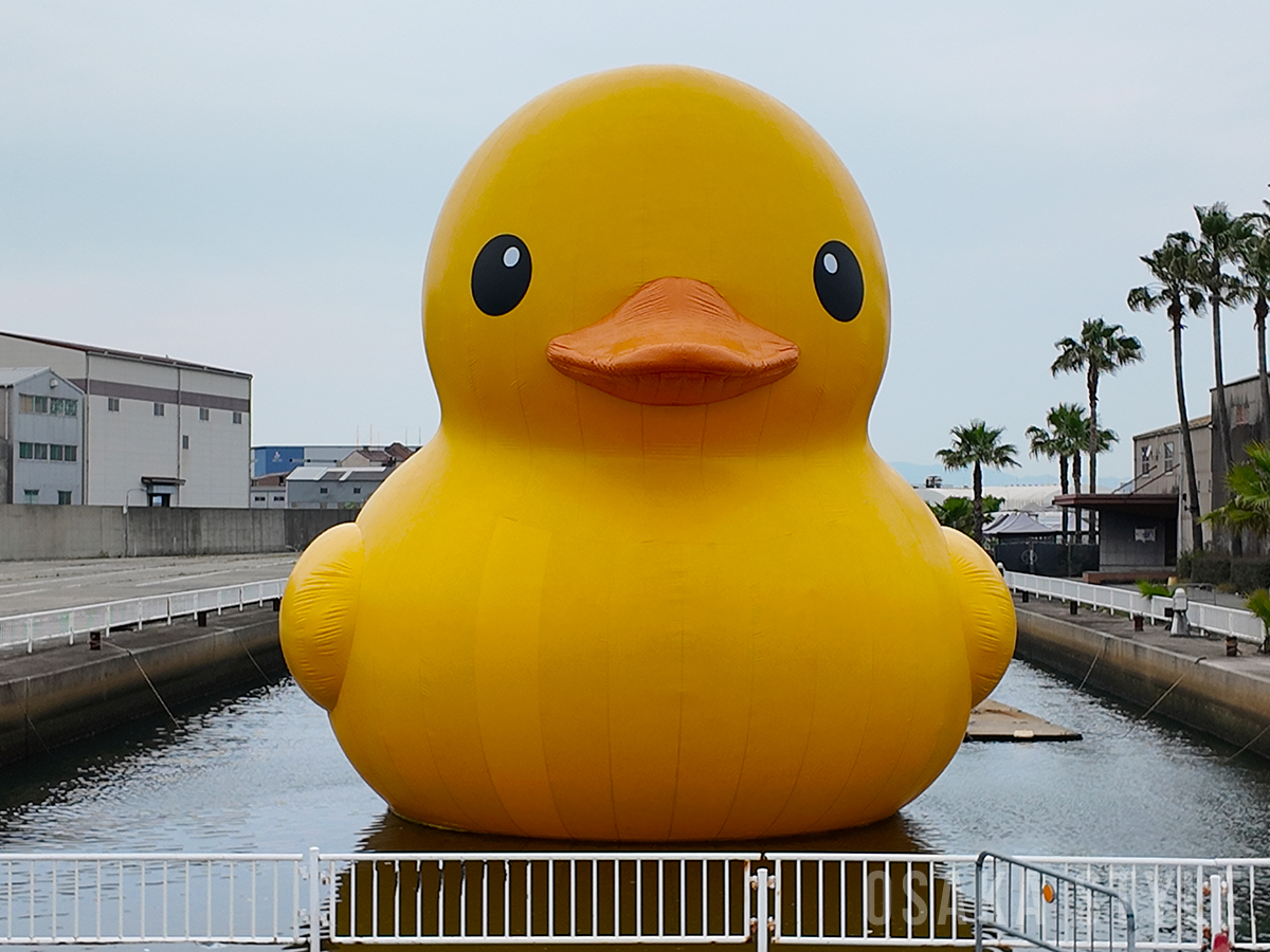 王冠アヒル　ラバーダック ダックスDucks 京都宇治 | 💝 Restock Information！ 色々入っ