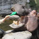 天王寺動物園で「カバのテツオ君と歯みがき教室」