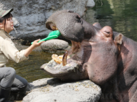天王寺動物園で「カバのテツオ君と歯みがき教室」