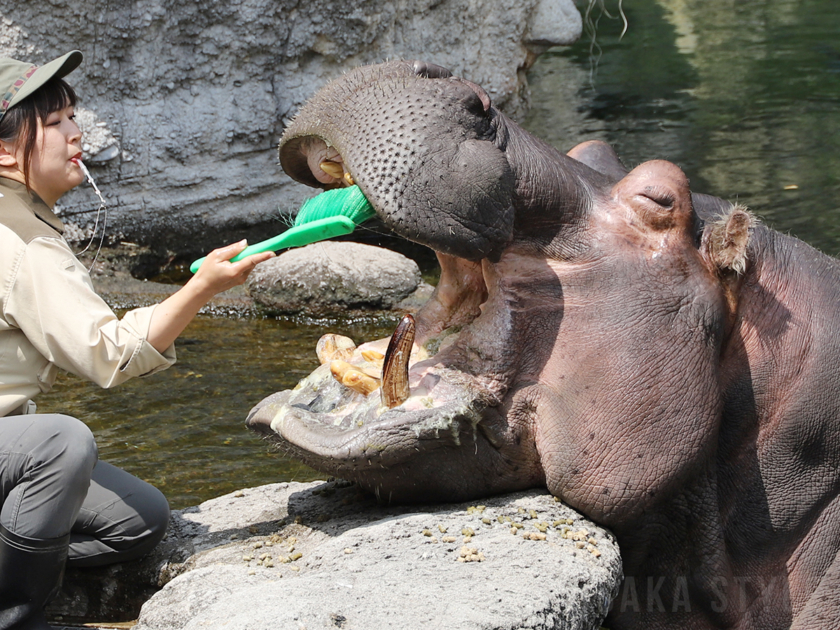 天王寺動物園で「カバのテツオ君と歯みがき教室」