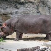 カバのテツオ 天王寺動物園