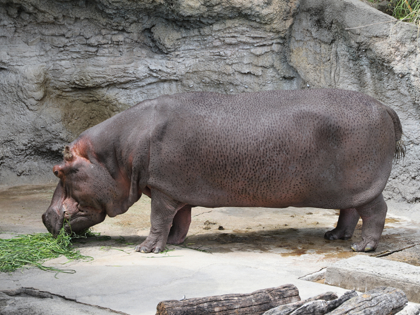 カバのテツオ 天王寺動物園