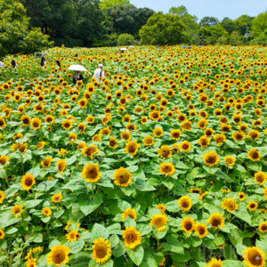 長居植物園で「ひまわりウィーク」