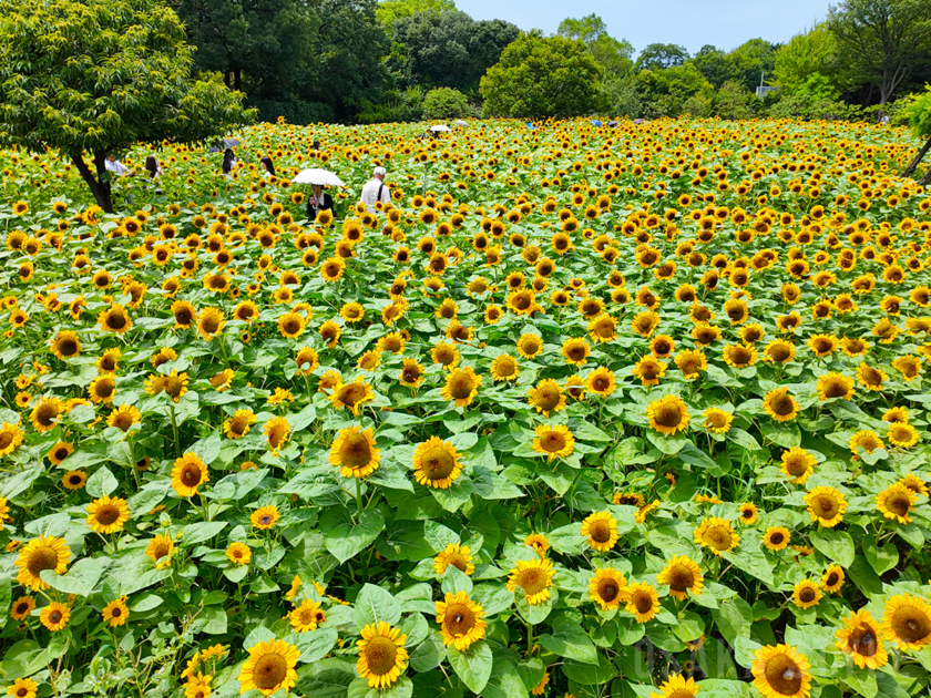 長居植物園で「ひまわりウィーク」