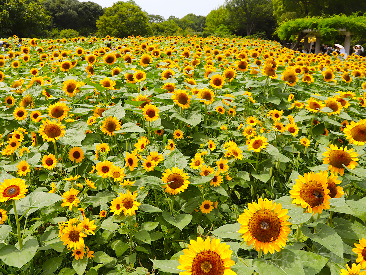 長居植物園のヒマワリ