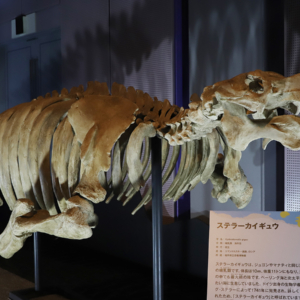 ステラーカイギュウ