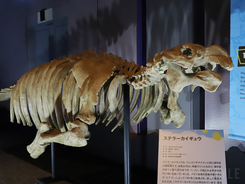 ステラーカイギュウ