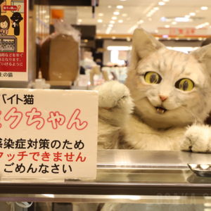 あべのハルカス近鉄本店にプリン専門店「坂の上の猫」