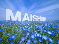 ネモフィラ祭り